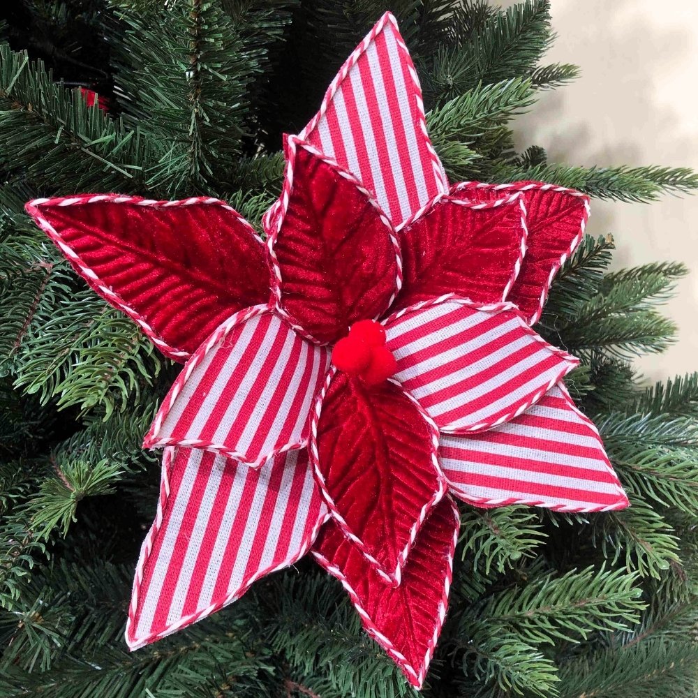 Red and White Striped Poinsettia