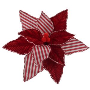 Red and White Striped Poinsettia